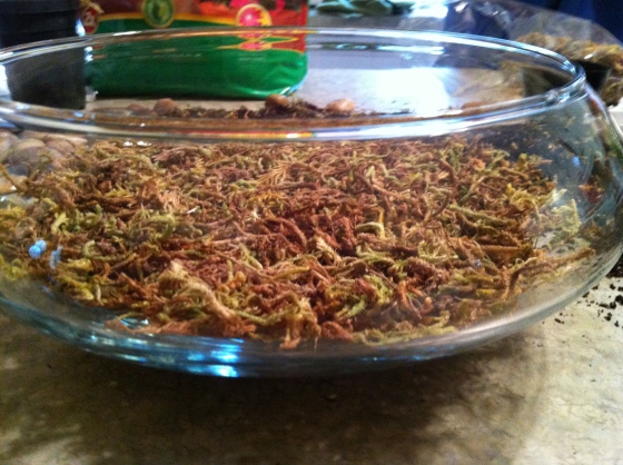 Large bowl moss layer